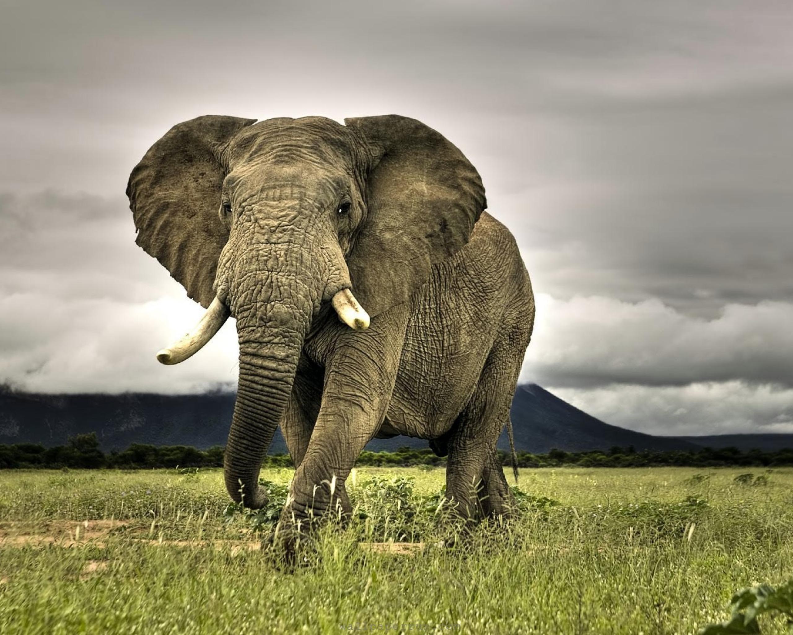 Elephant на русском языке. Саванный слон. Африканский саванный слон. Большой слон. Самый большой слон.